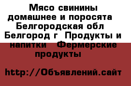 Мясо свинины домашнее и поросята - Белгородская обл., Белгород г. Продукты и напитки » Фермерские продукты   